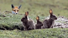 Može li lisica uhvatiti zeca?